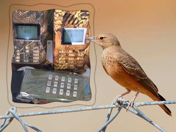 Richiamo mp3 per uccelli timer e telecomando