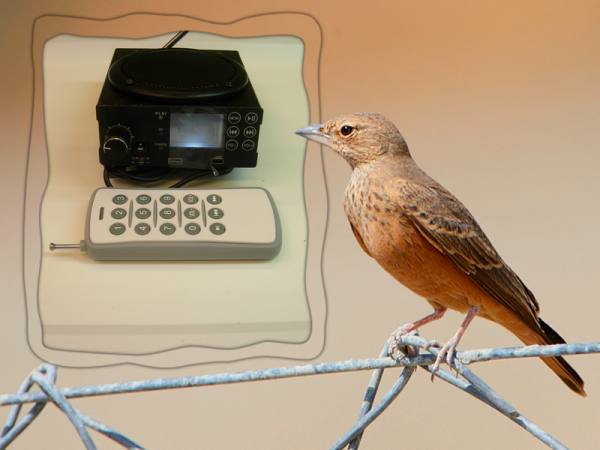 OFFERTA ; Richiamo mp3 per uccelli timer e telecomando