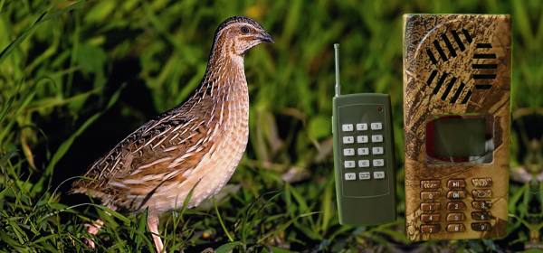 richiamo per uccelli con telecomando e timer  ,portatile mp3